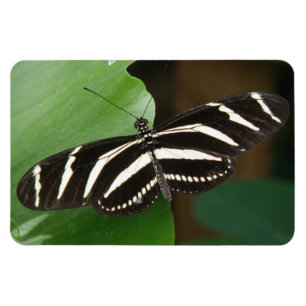 Íman Ímã Flexível da Borboleta bonito Zebra Longwing