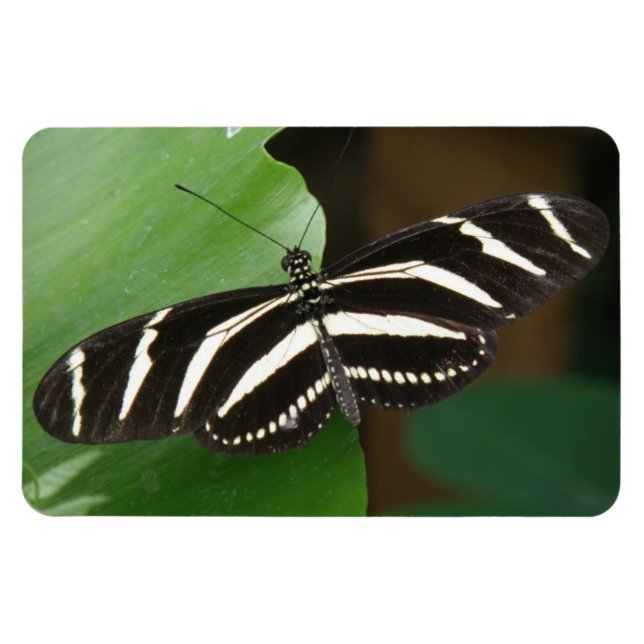 Íman Ímã Flexível da Borboleta bonito Zebra Longwing (Horizontal)