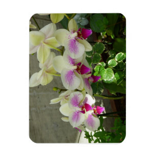 Íman Ímã flexível da foto da orquídea