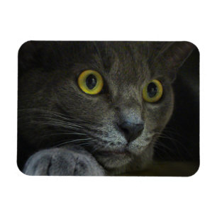 Íman Ímã flexível da intensidade