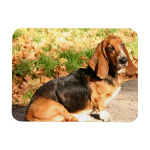 Íman Ímã flexível de assento de Basset Hound