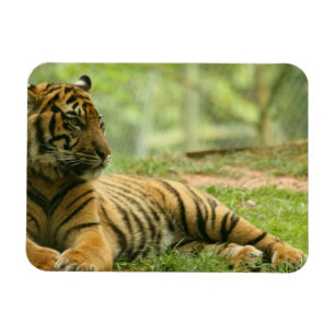 Íman Ímã flexível de descanso do tigre