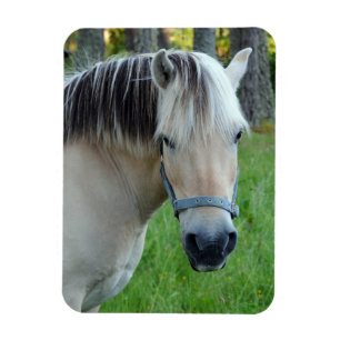 Íman Ímã flexível do cavalo
