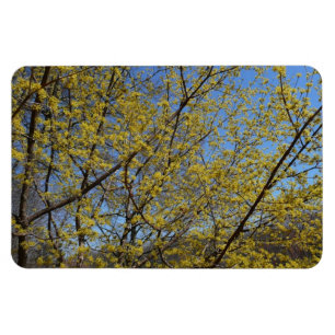 Íman Ímã flexível do Dogwood da cereja de cornalina