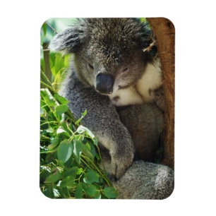 Íman Ímã flexível do Koala ocasional