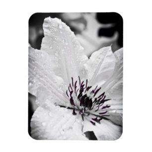 Íman Ímã flexível - flor branca do Clematis