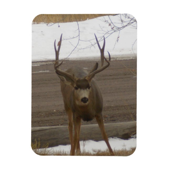 Íman Ímã Flexível Young Buck (Vertical)