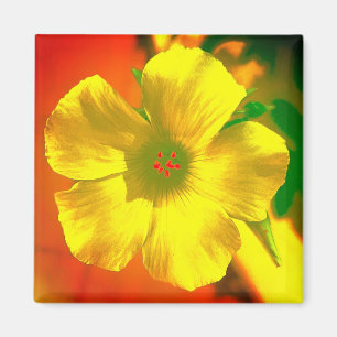 ÍMAN ÍMÃ FLOR ESTILO E DESIGN DECORAÇÃO
