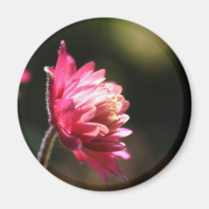 Íman Ímã floral da luz solar vermelha da flor