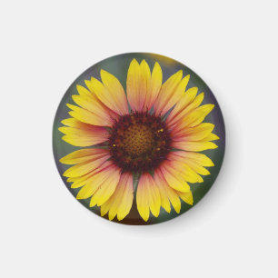 Íman Ímã floral da margarida amarela bonito
