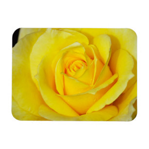 Íman Ímã floral do rosa amarelo