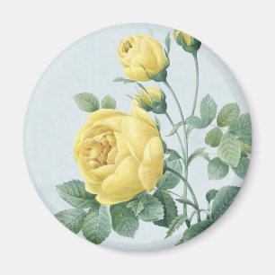 Íman Ímã floral vintage com bela rosa amarela