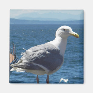 Íman Ímã: gaivota Glaucous-voada
