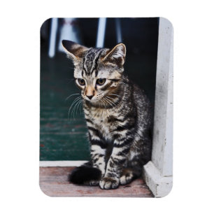 Íman Ímã: Gatinho