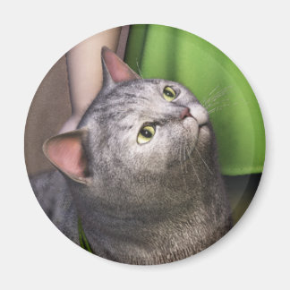 Íman Ímã Gato Cinza 3