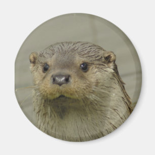 Íman Ímã gigante da lontra de rio