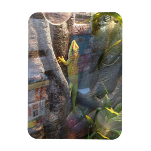 Íman Ímã gigante do geco do dia