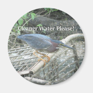Íman ímã Green Heron Ecology
