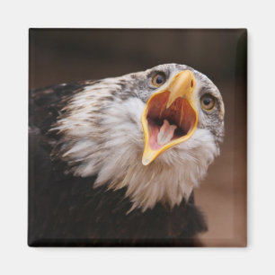 Íman Ímã gritando de Eagle