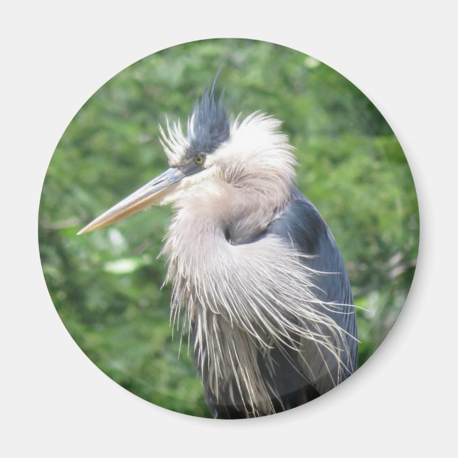 Íman ímã Heron Azul excelente (Frente)