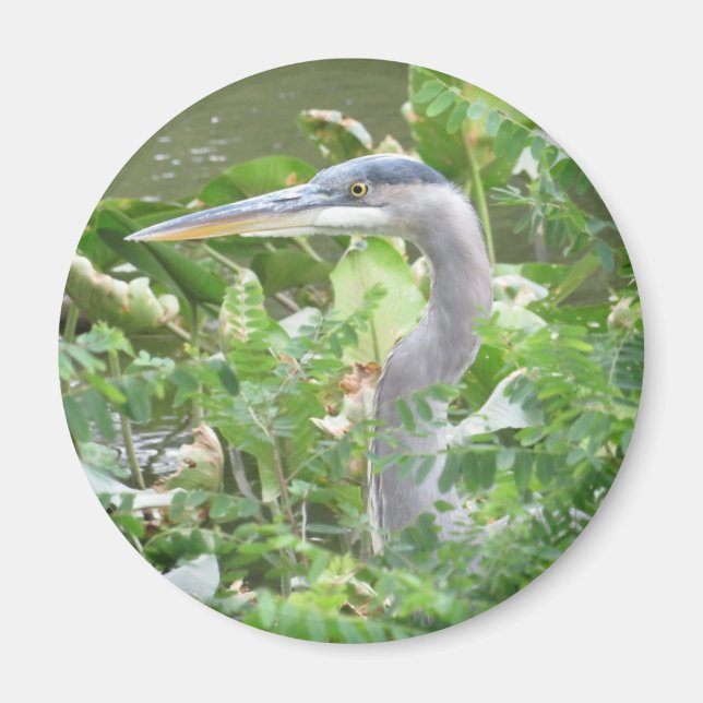Íman ímã Heron Azul excelente (Frente)