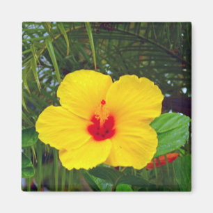 Íman Ímã, hibiscus amarelo havaiano