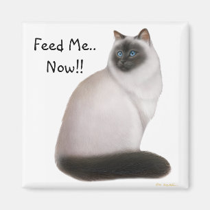 Íman Ímã Himalaia com fome do gato
