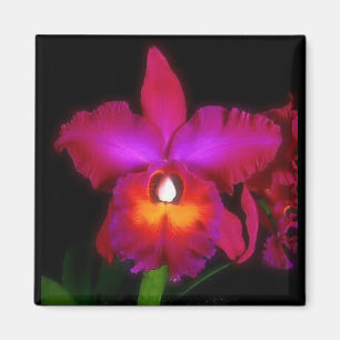 Íman Ímã ideal da orquídea