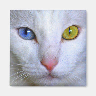 Íman Ímã impar dos olhos do gato turco do angora