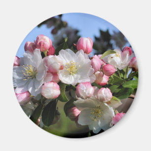Íman Ímã impressionante da fotografia da flor das