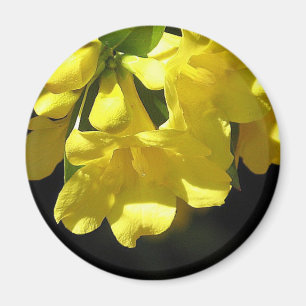 Íman Ímã impressionante do jasmim amarelo