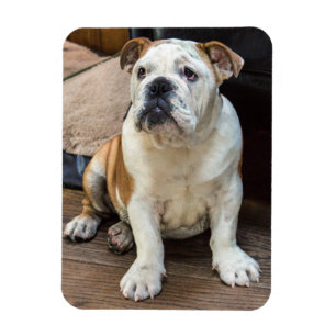 Íman Ímã inglês do buldogue
