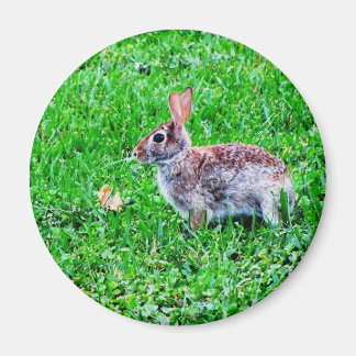 Íman Ímã Inocente