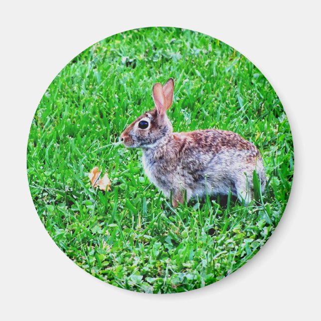 Íman Ímã Inocente (Frente)