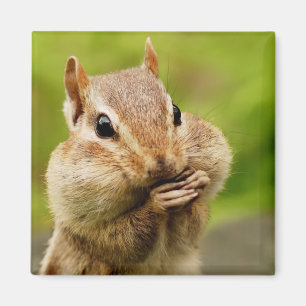 Íman Ímã insolente do Chipmunk
