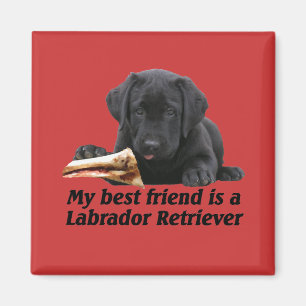 Íman Ímã "labrador retriever "