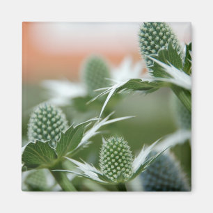 Íman Ímã legal da planta