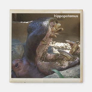 Íman Ímã legal do Hippopotamus!