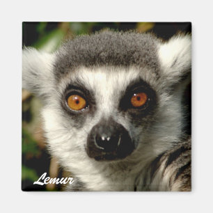 Íman Ímã Lemur1