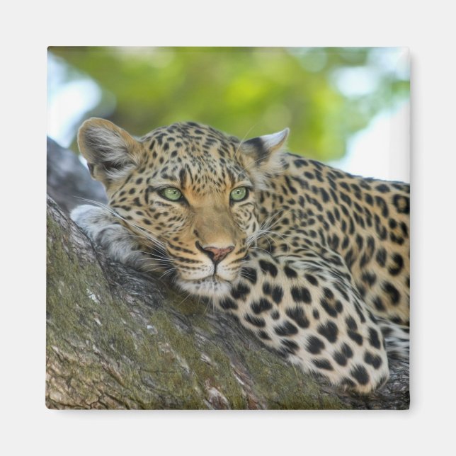 Íman ímã-leopardo-de-árvore (Frente)