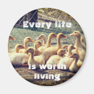 Íman Ímã livre com patos, vegan da crueldade