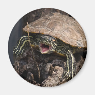 Íman Ímã louco da tartaruga