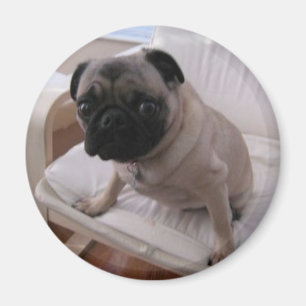 Íman Ímã Machi do Pug