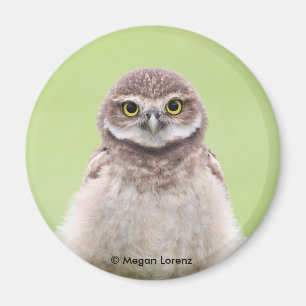 Íman Ímã macio do Owlet
