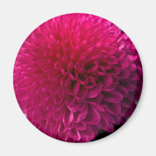 Íman Ímã macro da flor do rosa quente