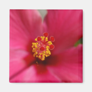 Íman Ímã macro do hibiscus