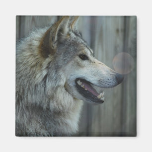 Íman Ímã mexicano do lobo