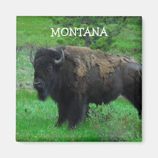 Íman imã Montana Bison