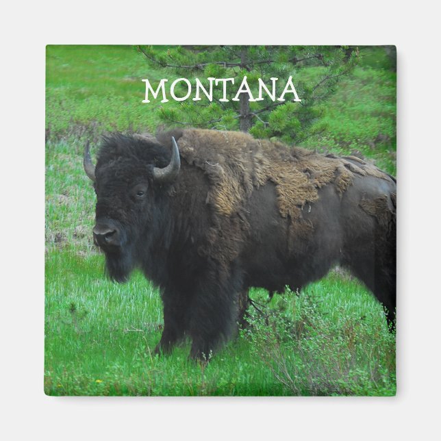 Íman imã Montana Bison (Frente)
