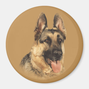 Íman Ímã muito considerável do german shepherd